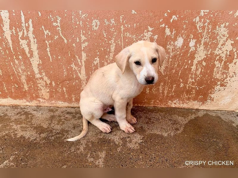 CRISPY ein noch kleiner Sonnenschein