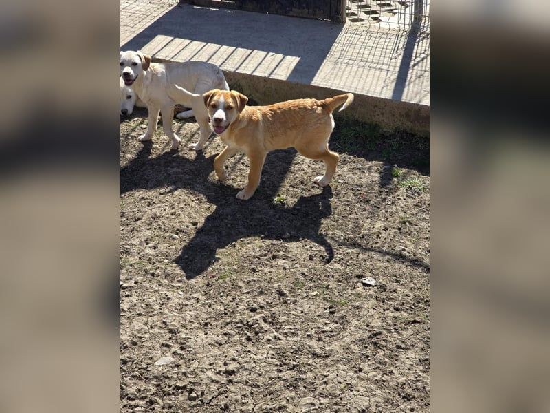 CALYPSO - fröhlicher Junghund möchte umziehen