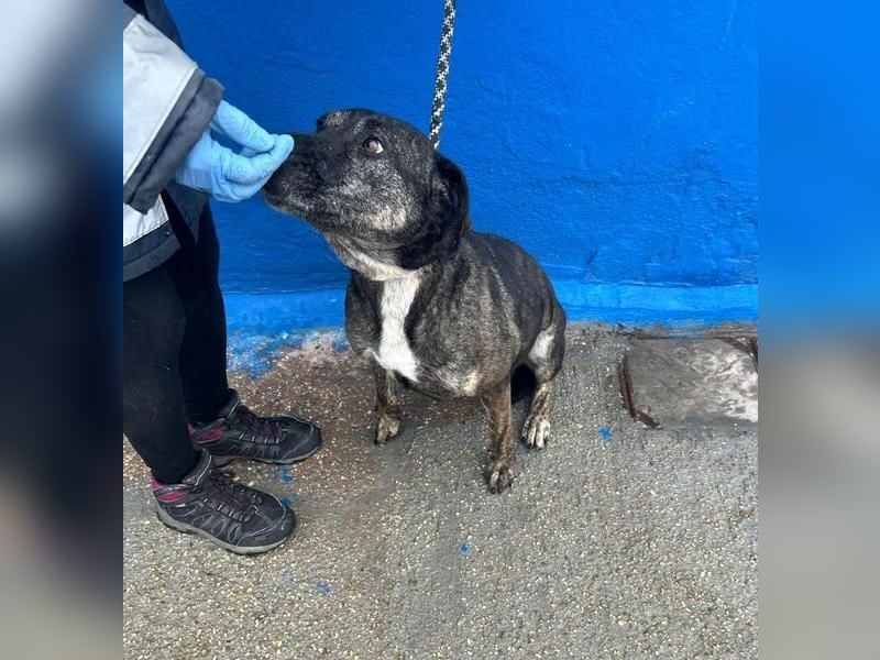 CHANEL die sanfte Hündin