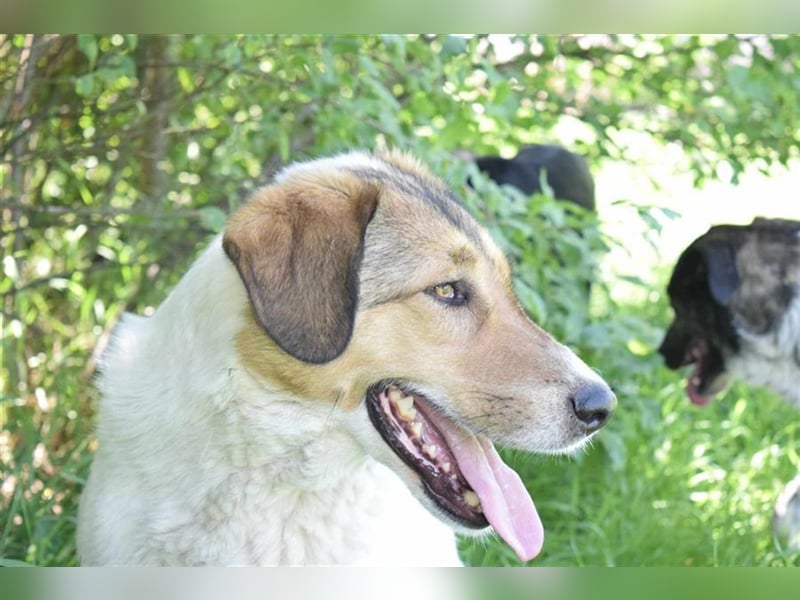 Roy, zugewandt und liebevoll kennt er nur das Tierheim, Katzen-Kinder ja