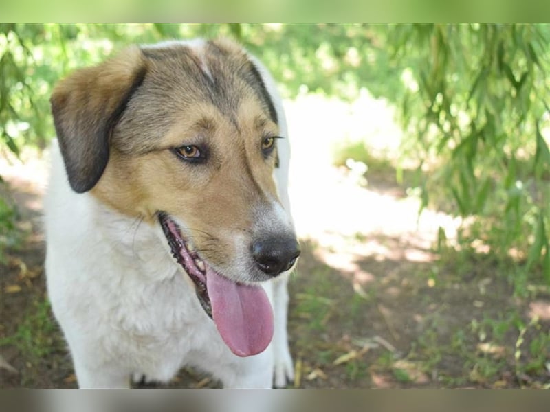 Roy, zugewandt und liebevoll kennt er nur das Tierheim, Katzen-Kinder ja