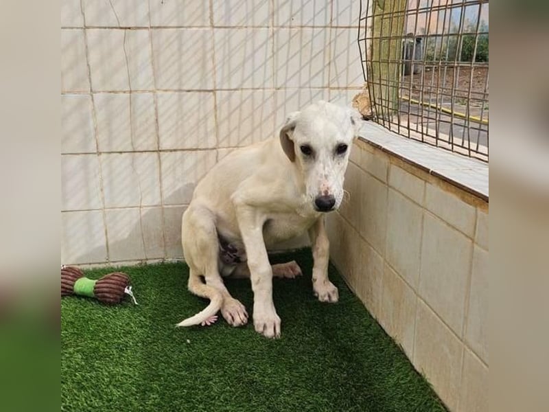 VICHYSSOISE trägt die spanische Sonne im Herzen