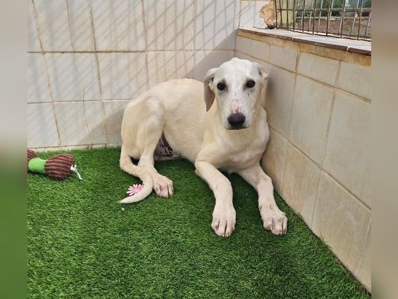 VICHYSSOISE trägt die spanische Sonne im Herzen