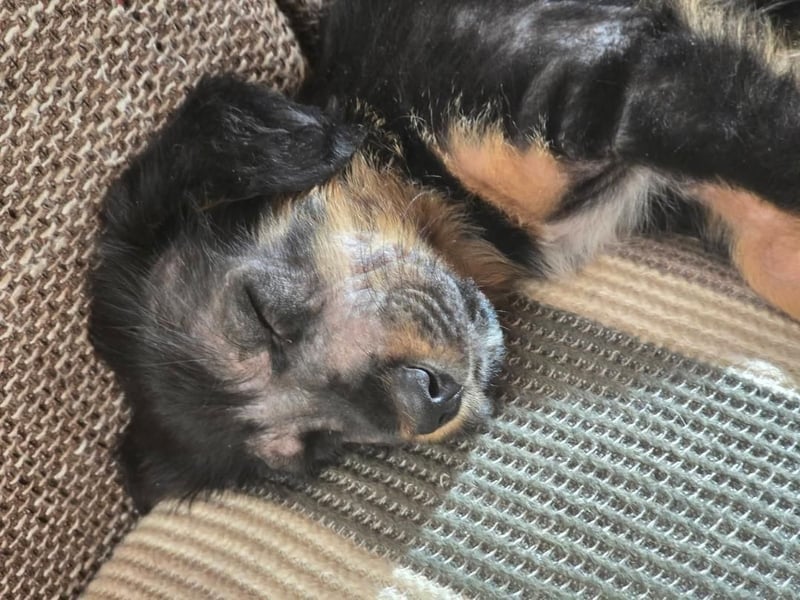 JEFF ein wundervoller Familienhund