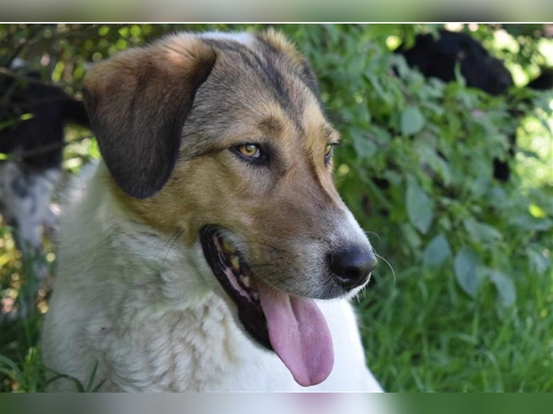 Roy, zugewandt und liebevoll kennt er nur das Tierheim, Katzen-Kinder ja