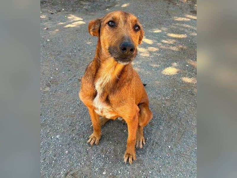 INDIA geht sofort ins Herz