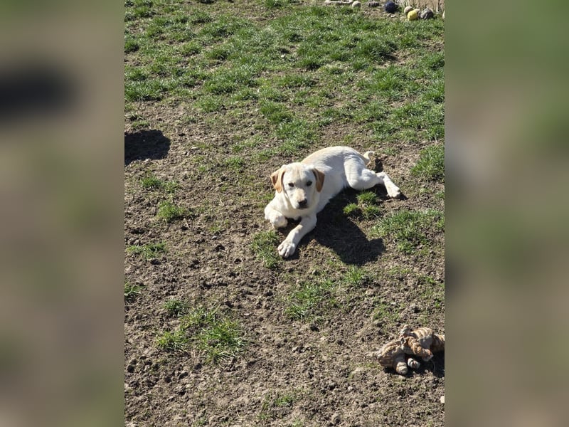 CAROLINCHEN - sensible und ruhige Junghündin sucht ihr Glück