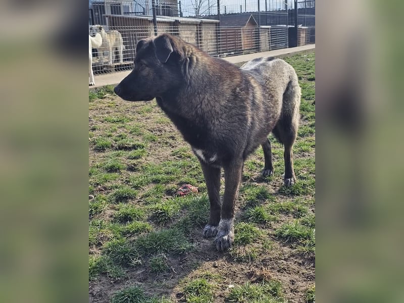 Cara, aufgeschlossen,freundlich,sozial und verschmust , mehr geht nicht!