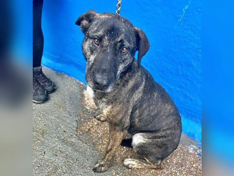 CHANEL die sanfte Hündin