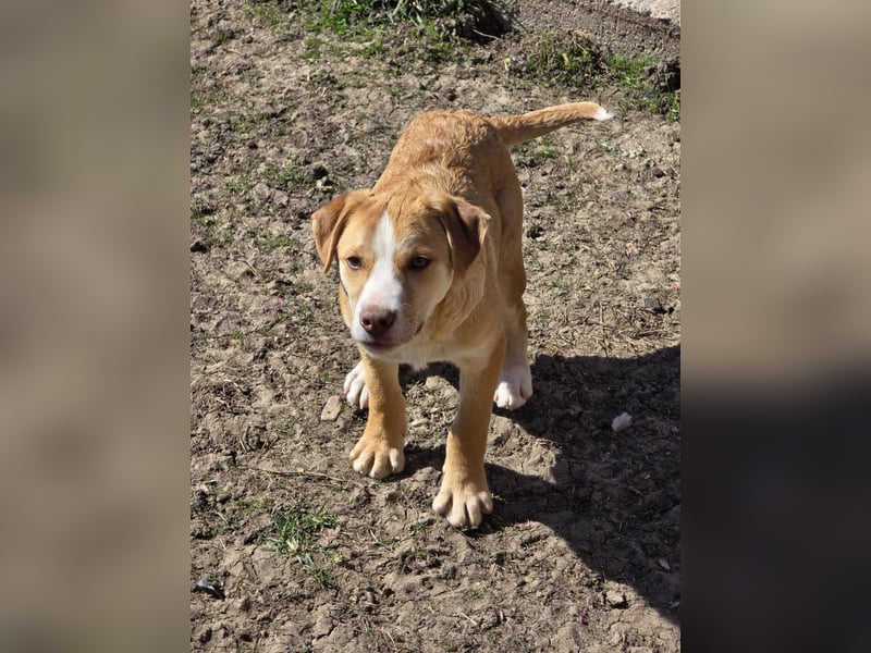 CALYPSO - fröhlicher Junghund möchte umziehen