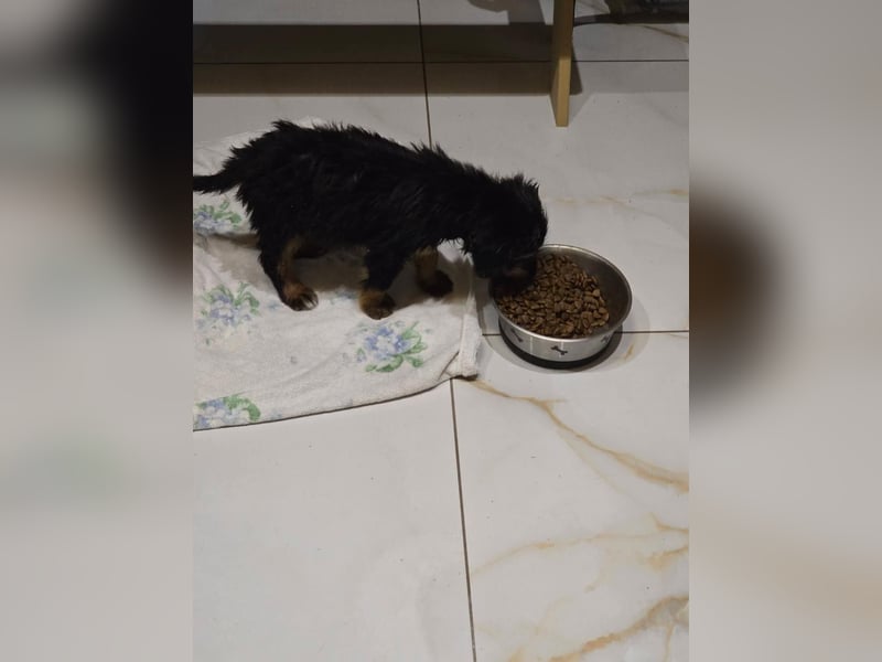 JEFF ein wundervoller Familienhund