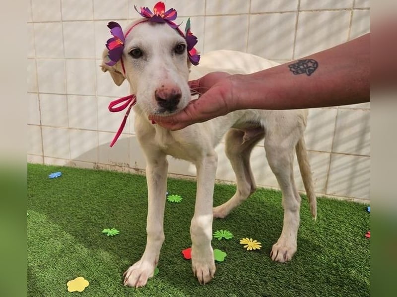 AJOBLANCO trägt die spanische Sonne im Herzen