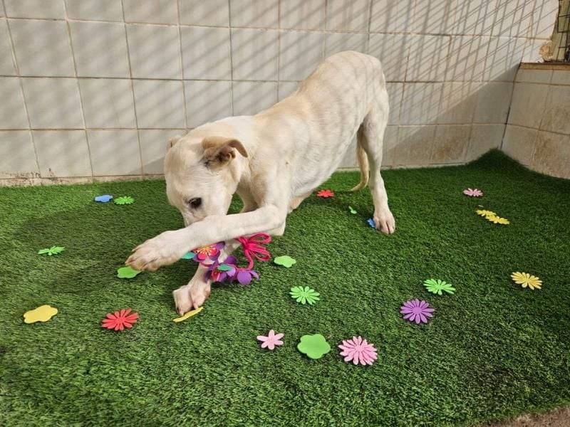 AJOBLANCO trägt die spanische Sonne im Herzen