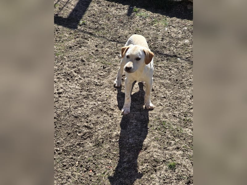 CAROLINCHEN - sensible und ruhige Junghündin sucht ihr Glück