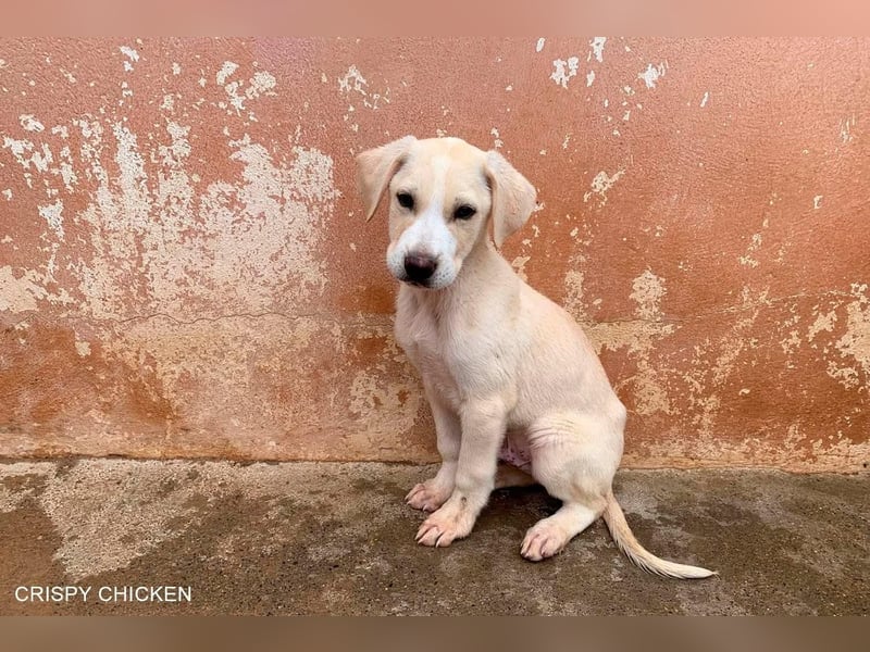 CRISPY ein noch kleiner Sonnenschein