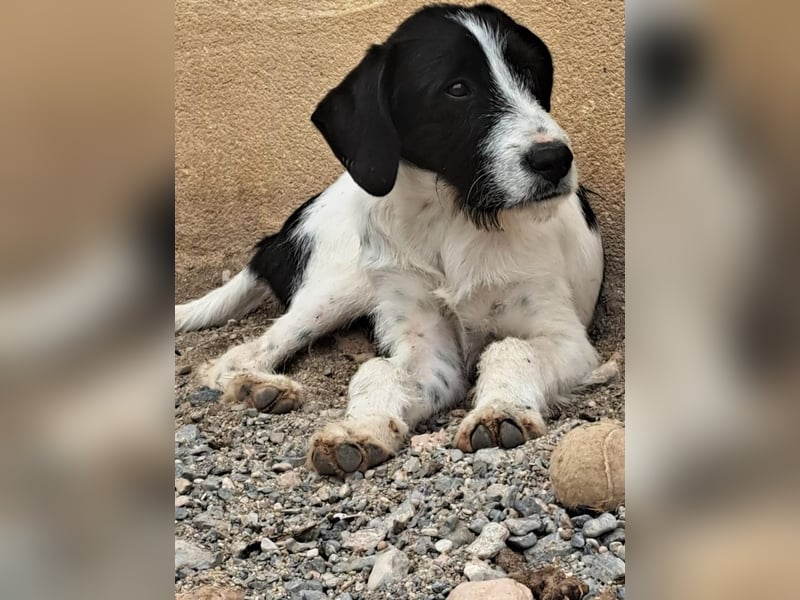 DIMITRI ein Begleiter fürs Leben