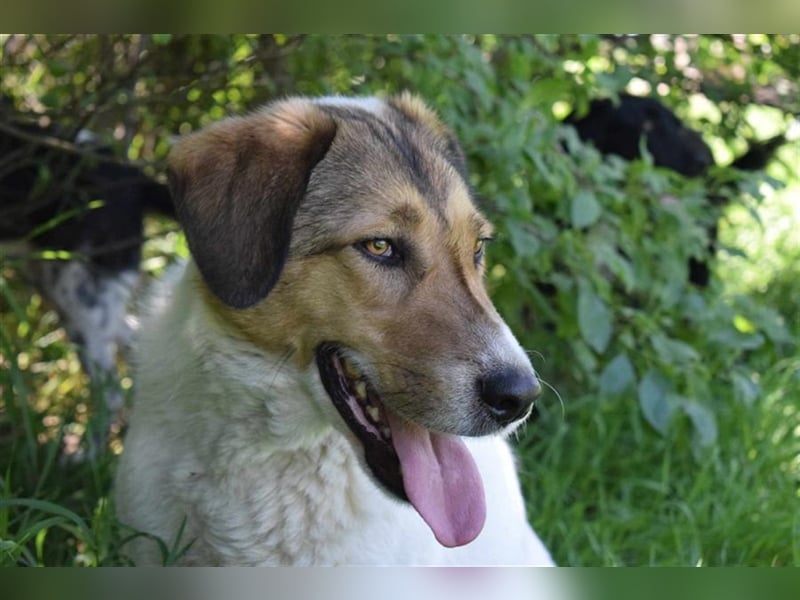 Roy, zugewandt und liebevoll kennt er nur das Tierheim, Katzen-Kinder ja