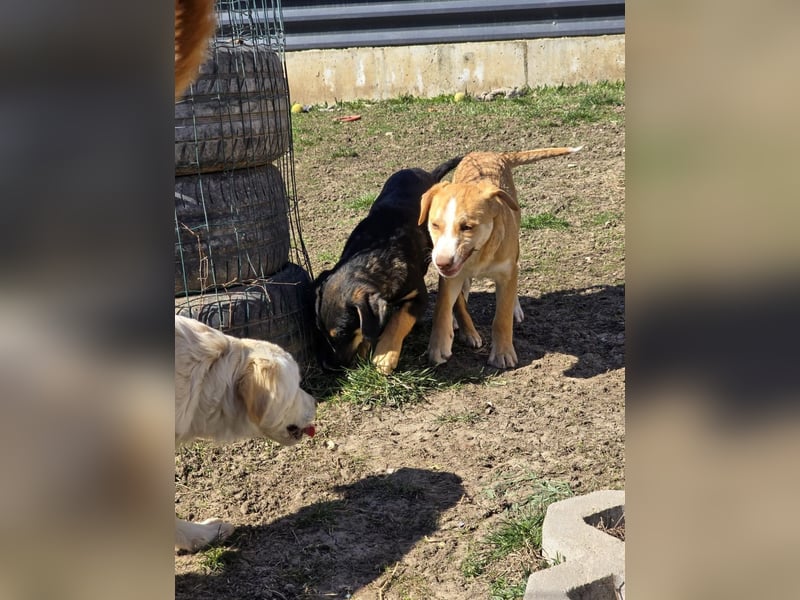 CALYPSO - fröhlicher Junghund möchte umziehen