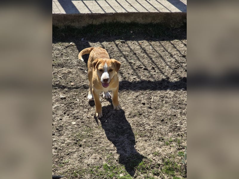 CALYPSO - fröhlicher Junghund möchte umziehen