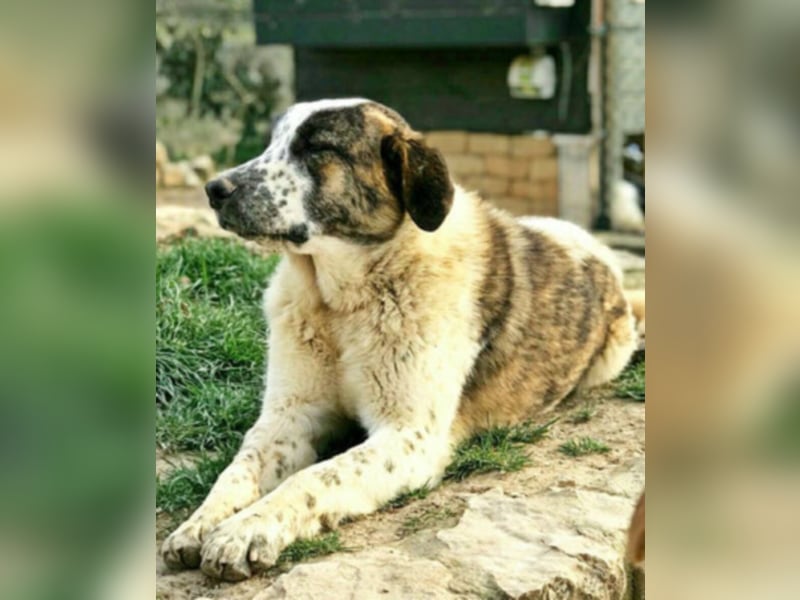 Yuri - wartet auf sein Zuhause