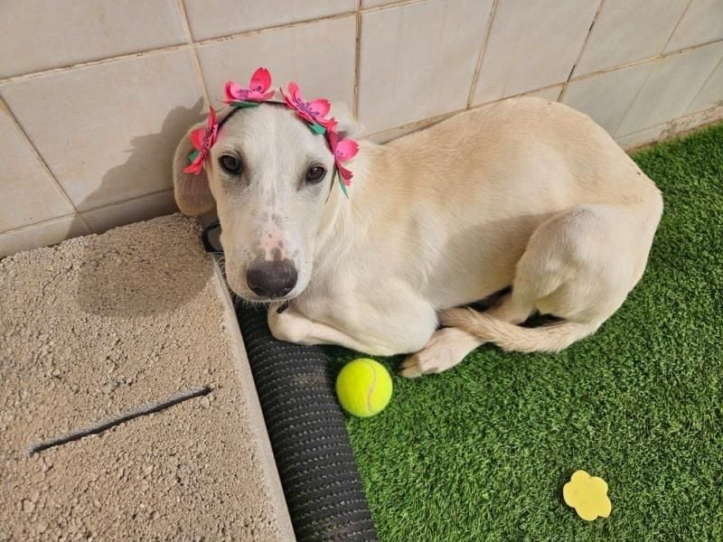 VICHYSSOISE trägt die spanische Sonne im Herzen