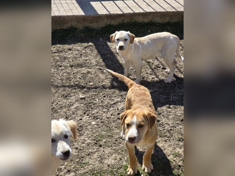 CALYPSO - fröhlicher Junghund möchte umziehen