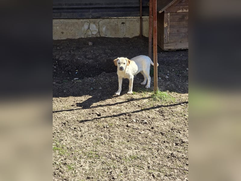 CAROLINCHEN - sensible und ruhige Junghündin sucht ihr Glück