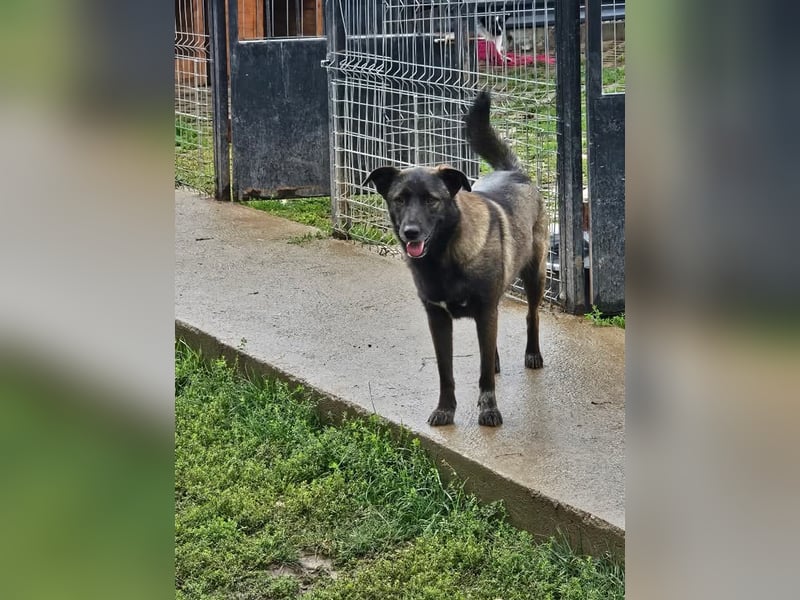 Cara, aufgeschlossen,freundlich,sozial und verschmust , mehr geht nicht!