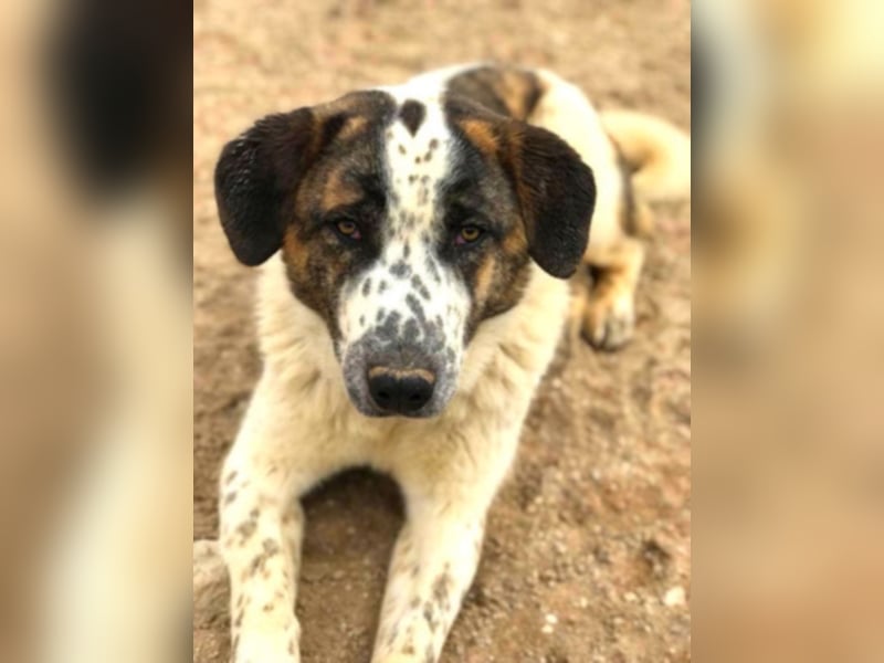 Yuri - wartet auf sein Zuhause