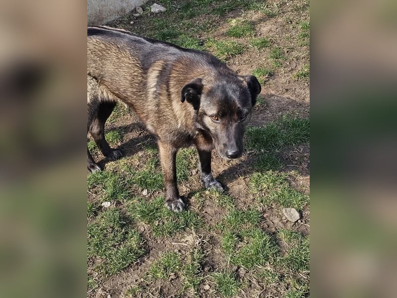 Cara, aufgeschlossen,freundlich,sozial und verschmust , mehr geht nicht!