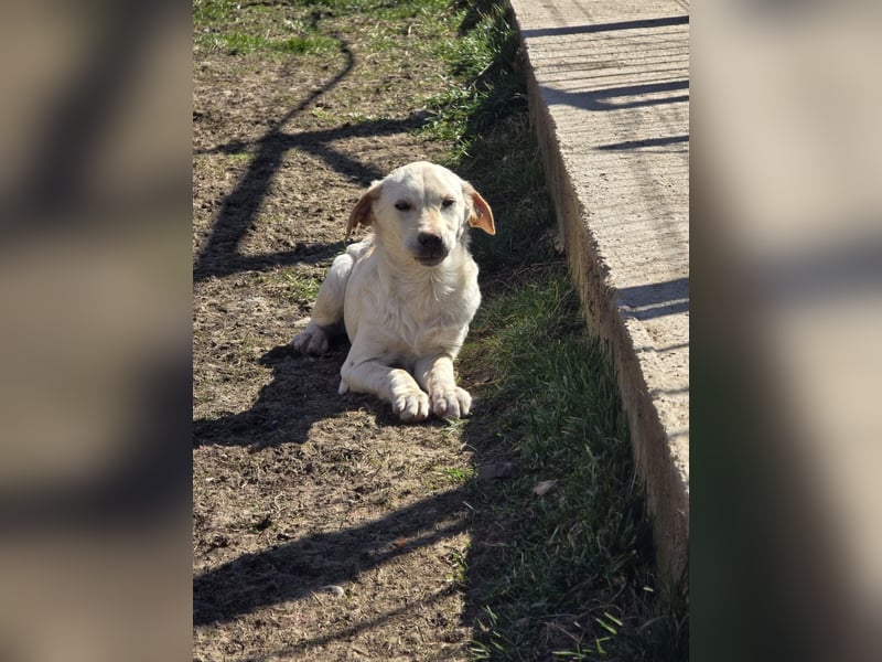 CAROLINCHEN - sensible und ruhige Junghündin sucht ihr Glück