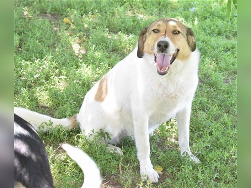 Roy, zugewandt und liebevoll kennt er nur das Tierheim, Katzen-Kinder ja