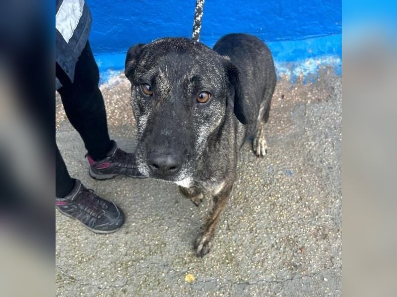 CHANEL die sanfte Hündin