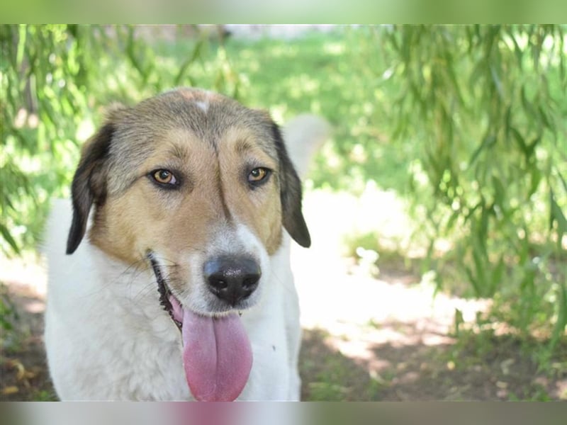 Roy, zugewandt und liebevoll kennt er nur das Tierheim, Katzen-Kinder ja