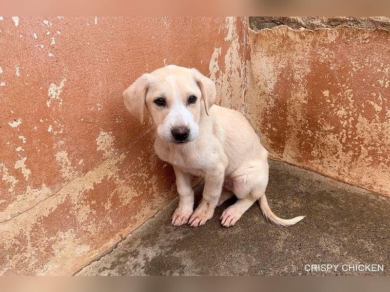 CRISPY ein noch kleiner Sonnenschein