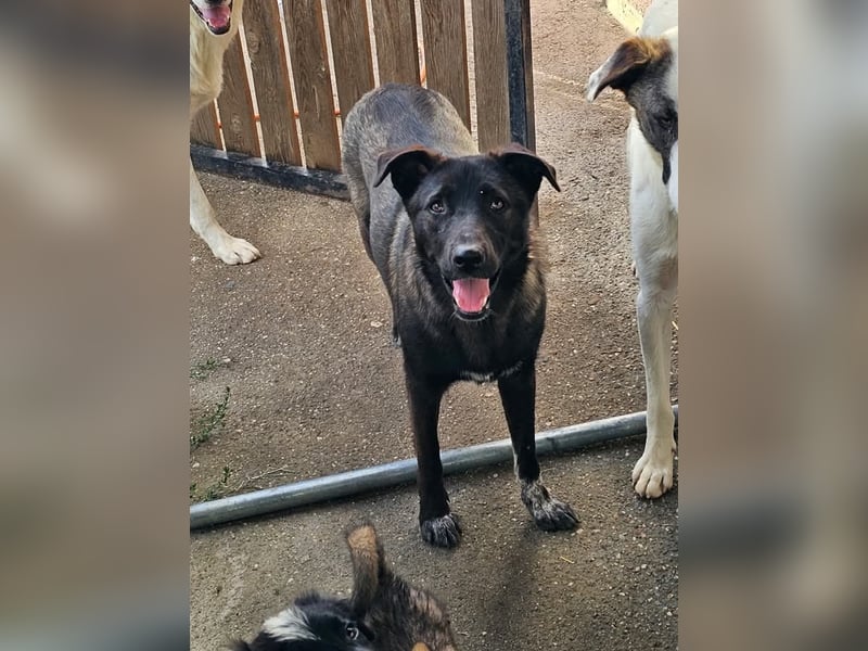 Cara, aufgeschlossen,freundlich,sozial und verschmust , mehr geht nicht!