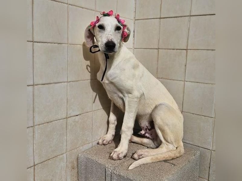 VICHYSSOISE trägt die spanische Sonne im Herzen