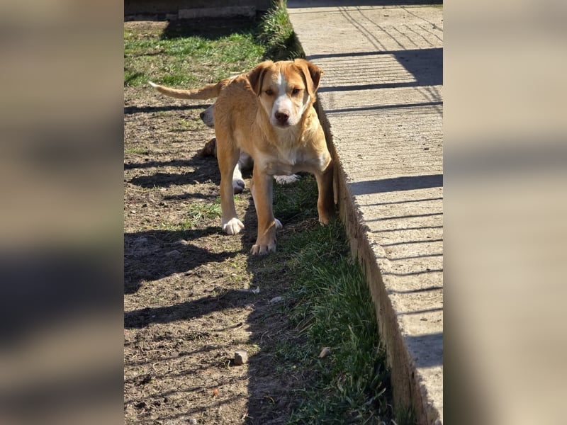 CALYPSO - fröhlicher Junghund möchte umziehen