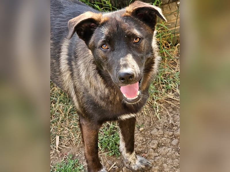 Cara, aufgeschlossen,freundlich,sozial und verschmust , mehr geht nicht!