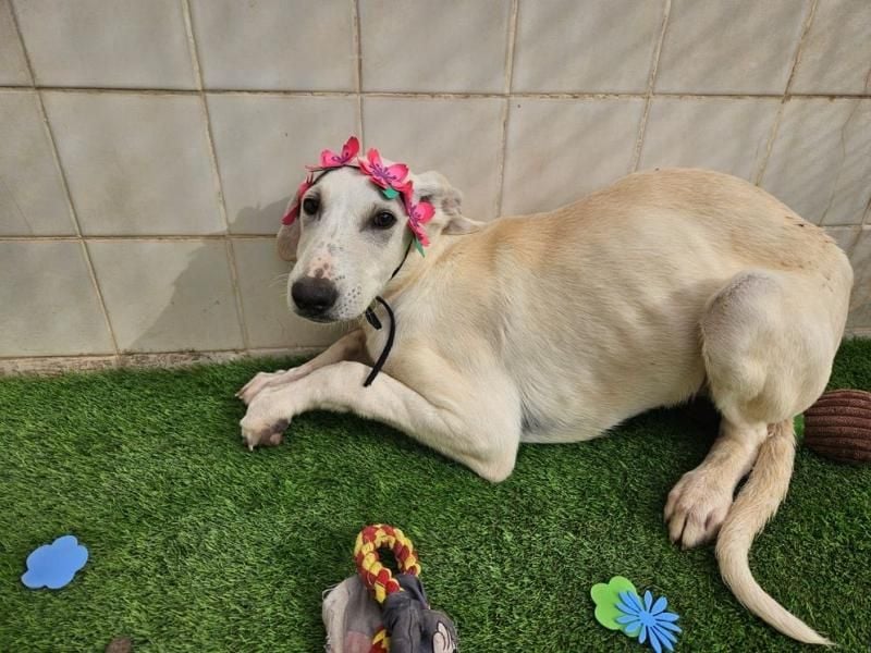 VICHYSSOISE trägt die spanische Sonne im Herzen