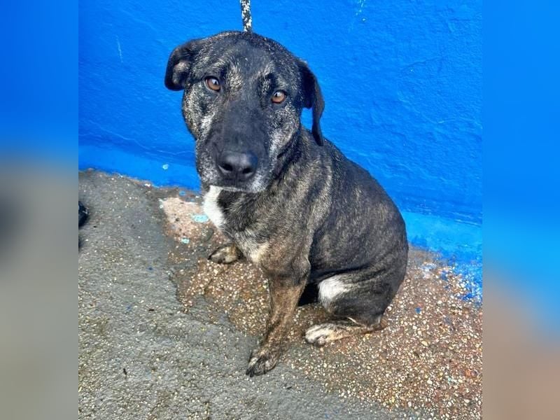 CHANEL die sanfte Hündin