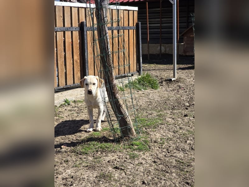CAROLINCHEN - sensible und ruhige Junghündin sucht ihr Glück