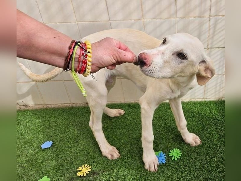 AJOBLANCO trägt die spanische Sonne im Herzen