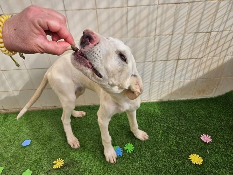 AJOBLANCO trägt die spanische Sonne im Herzen