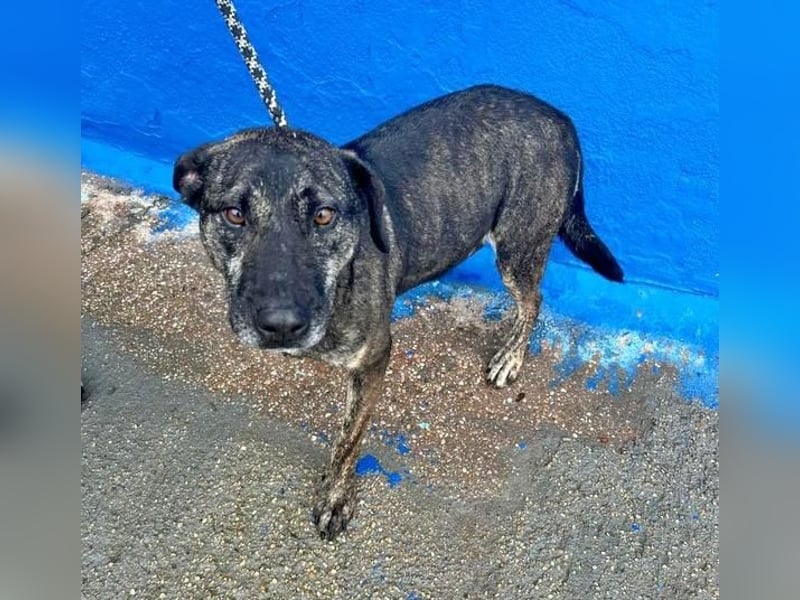 CHANEL die sanfte Hündin