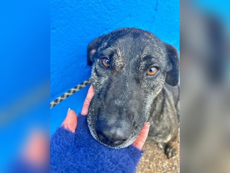 CHANEL die sanfte Hündin