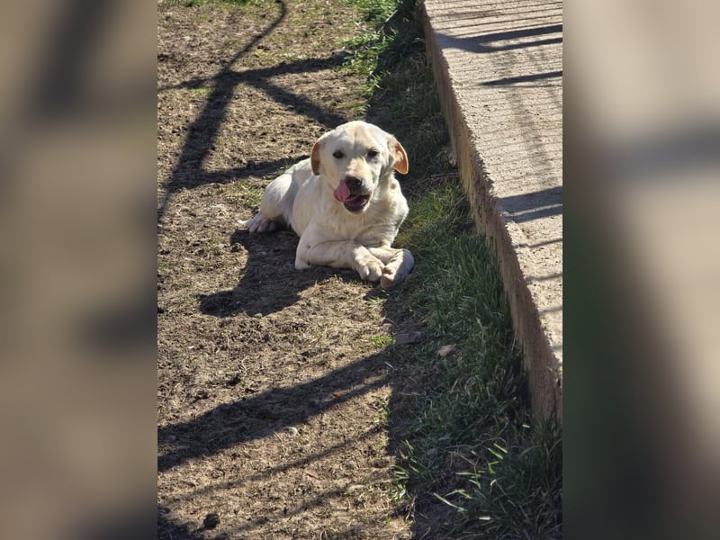 CAROLINCHEN - sensible und ruhige Junghündin sucht ihr Glück