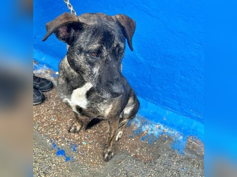 CHANEL die sanfte Hündin