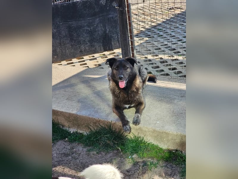 Cara, aufgeschlossen,freundlich,sozial und verschmust , mehr geht nicht!