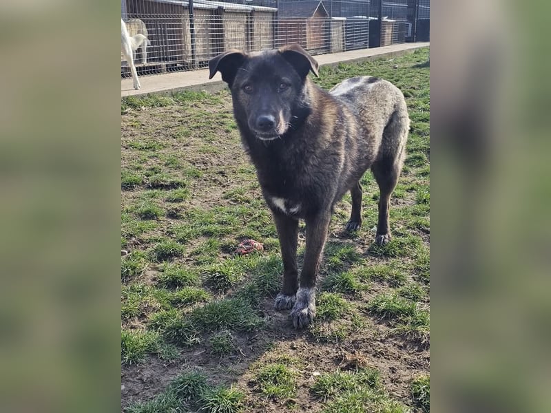 Cara, aufgeschlossen,freundlich,sozial und verschmust , mehr geht nicht!